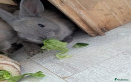 Mixed Breed rabbits for sale: 2 beautiful baby rabbits - Image 4