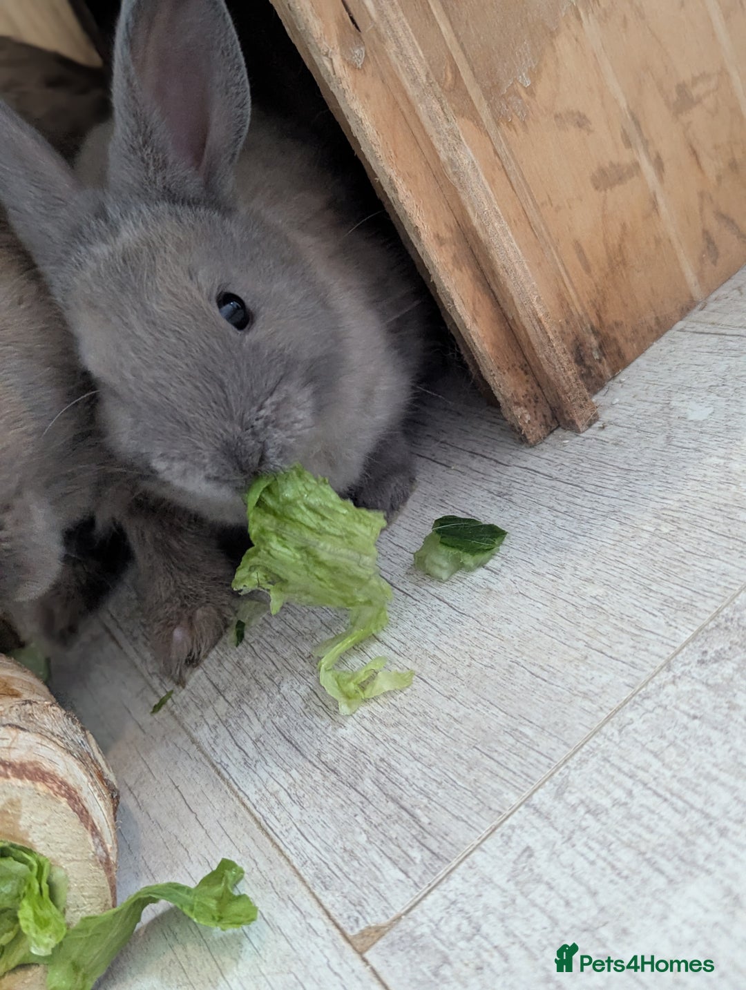 Mixed Breed rabbits for sale: 2 beautiful baby rabbits - Image 4
