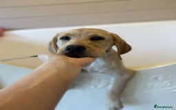 Labrador Retriever dogs for sale: Charlie  - Image 2
