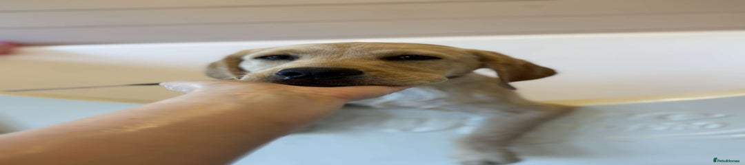 Labrador Retriever REHOME