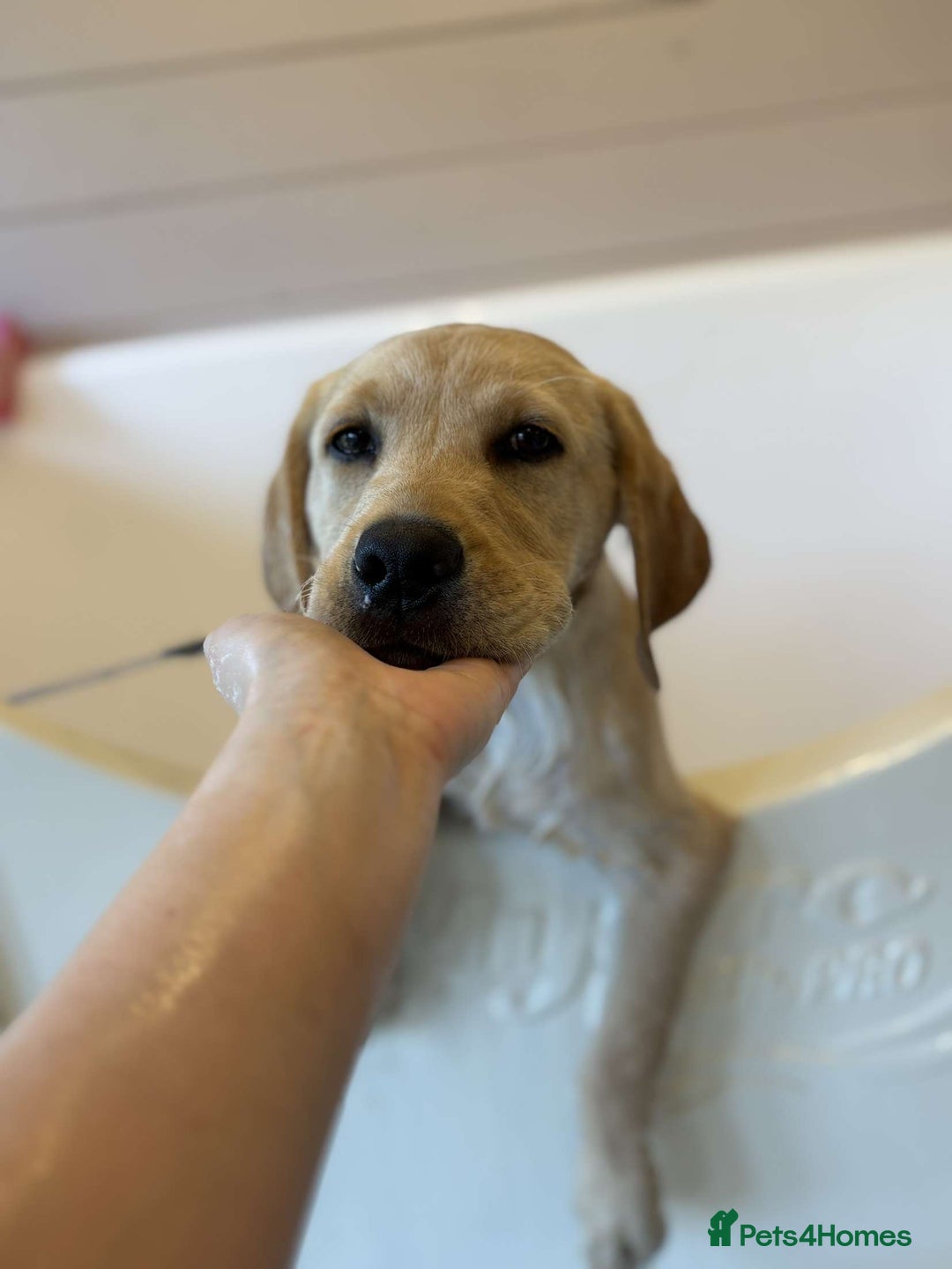 Labrador Retriever dogs for sale: Charlie  - Image 2