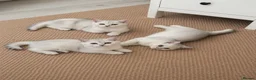 British Shorthair cats for sale: 🐾 Beautiful British Shorthair Kittens✨ 🩷 - Advert 4