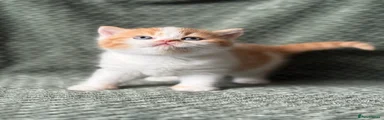 Benedict 