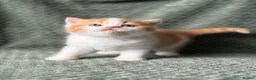 British Shorthair cats for sale: Beautiful Gccf registered bsh kittens  - Advert 9