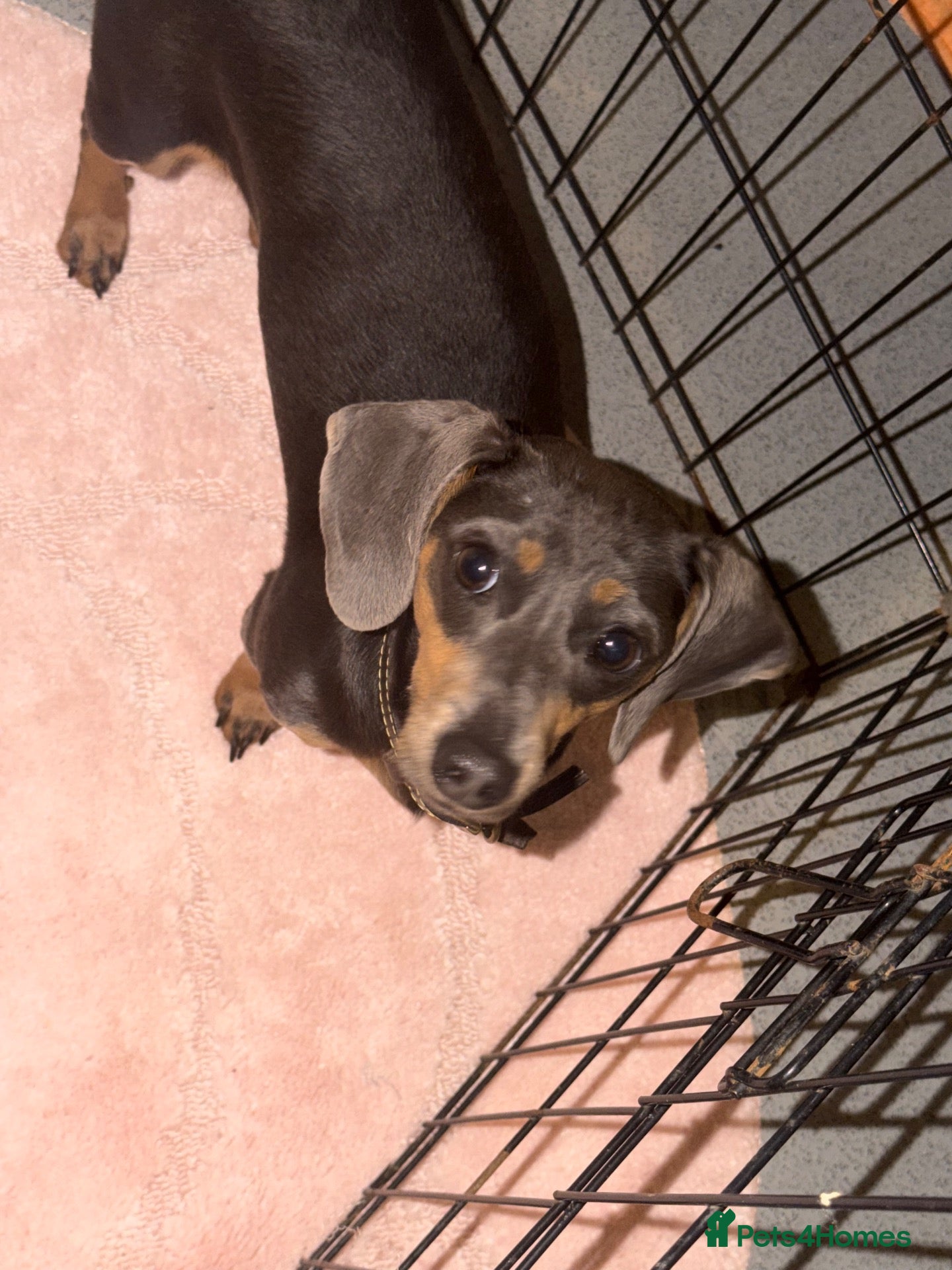 Dachshund dogs for sale: dachshund - Advert 7