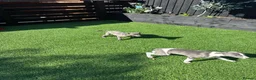 Whippet dogs for sale: Whippet puppies  in Liverpool - Advert 6