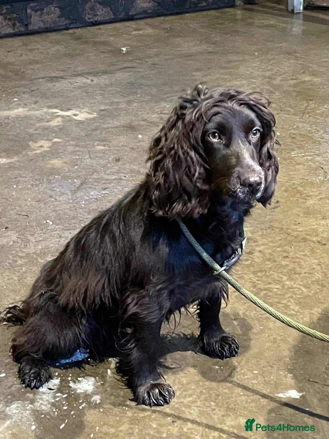 Cocker Spaniel dogs for sale: 4 boys left ready now - Advert 1