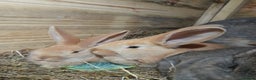 Continental Giant rabbits for sale: Beautiful Pure Continental Giant Babies - Advert 29