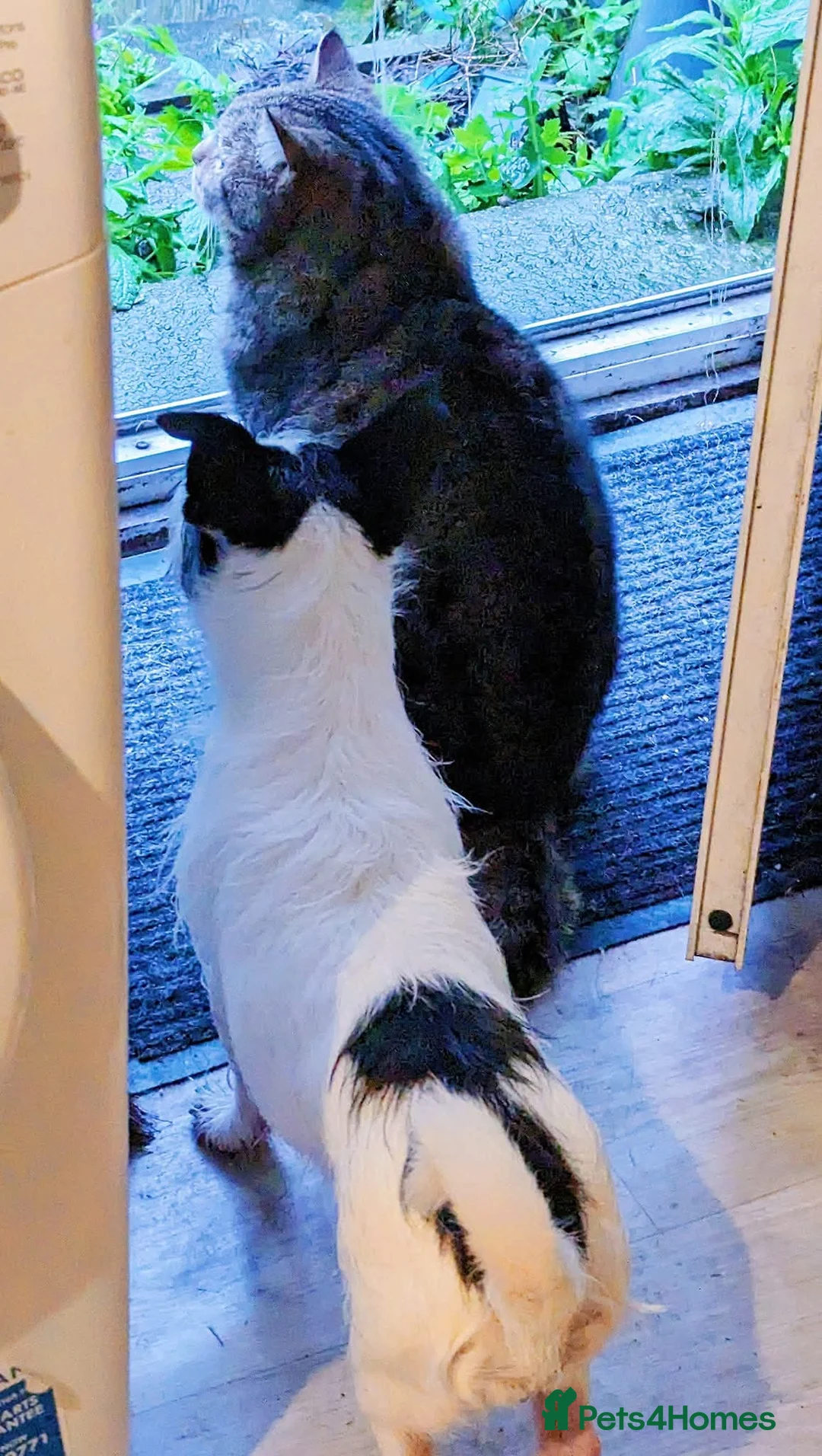 Jack Russell dogs for sale: Bella - Advert 3