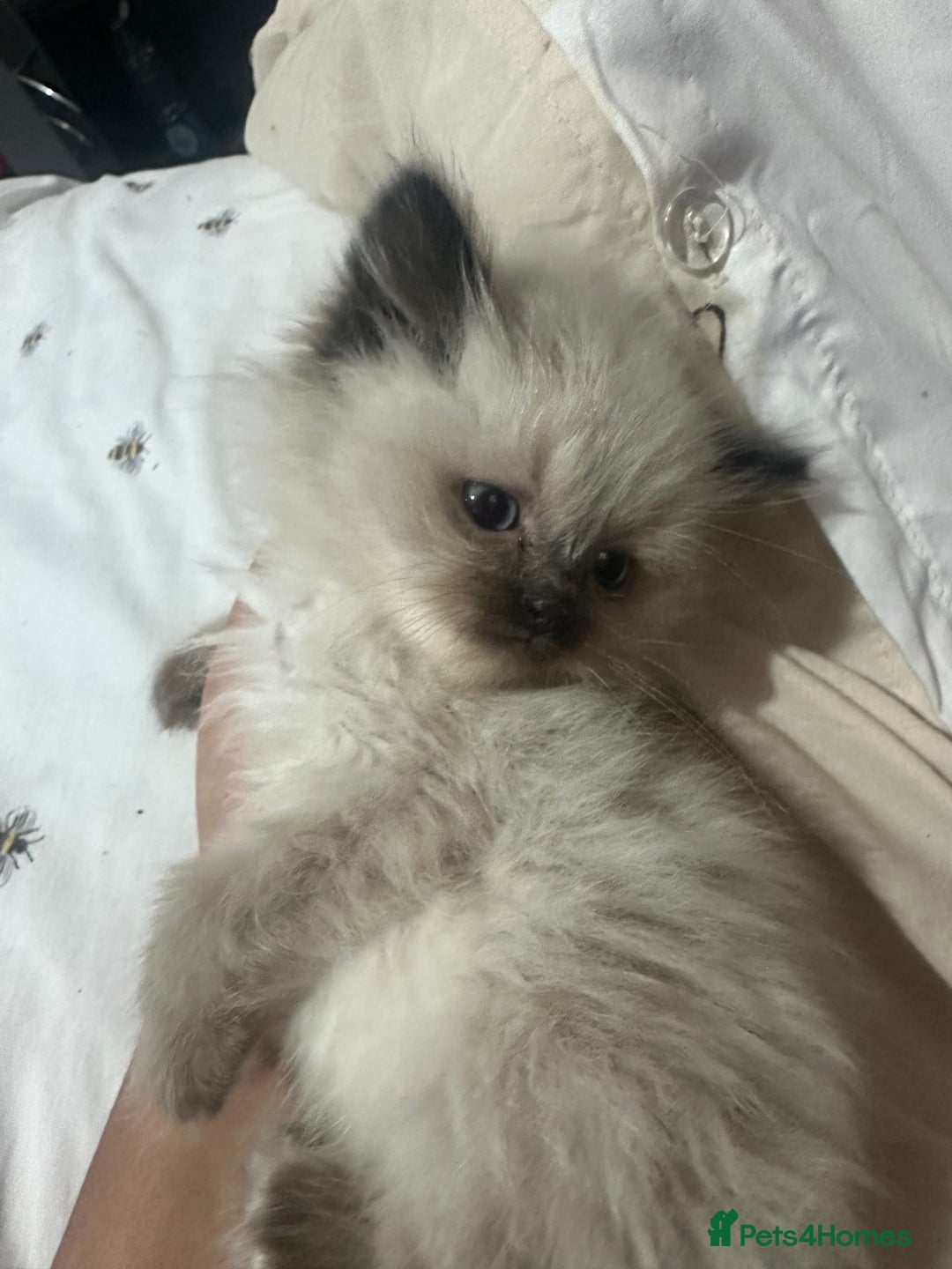 Ragdoll cats for sale: One blue eye female ragdoll kitten - Advert 9