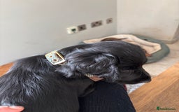 Cocker Spaniel dogs for sale: Beautiful Litter of Cocker Spaniel Puppies  - Image 14