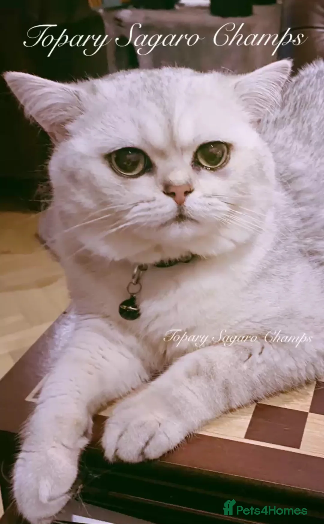 British Shorthair cats for stud: 🏆🥇Outstanding Champion GCCF/TICA stud 🥇🏆 in Dartford - Advert 8