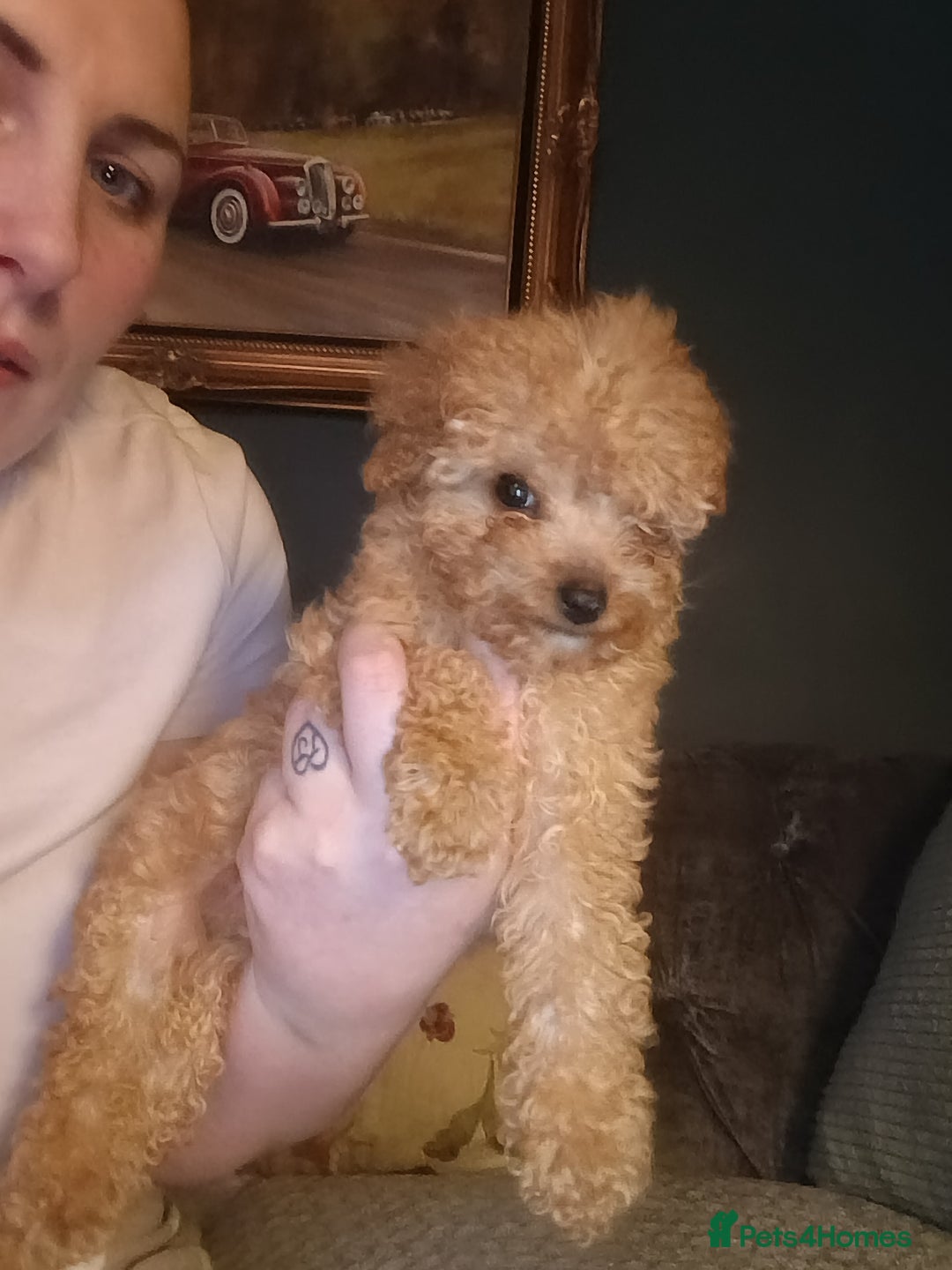 Cockapoo dogs for sale: Miniature cockapoos  - Advert 7