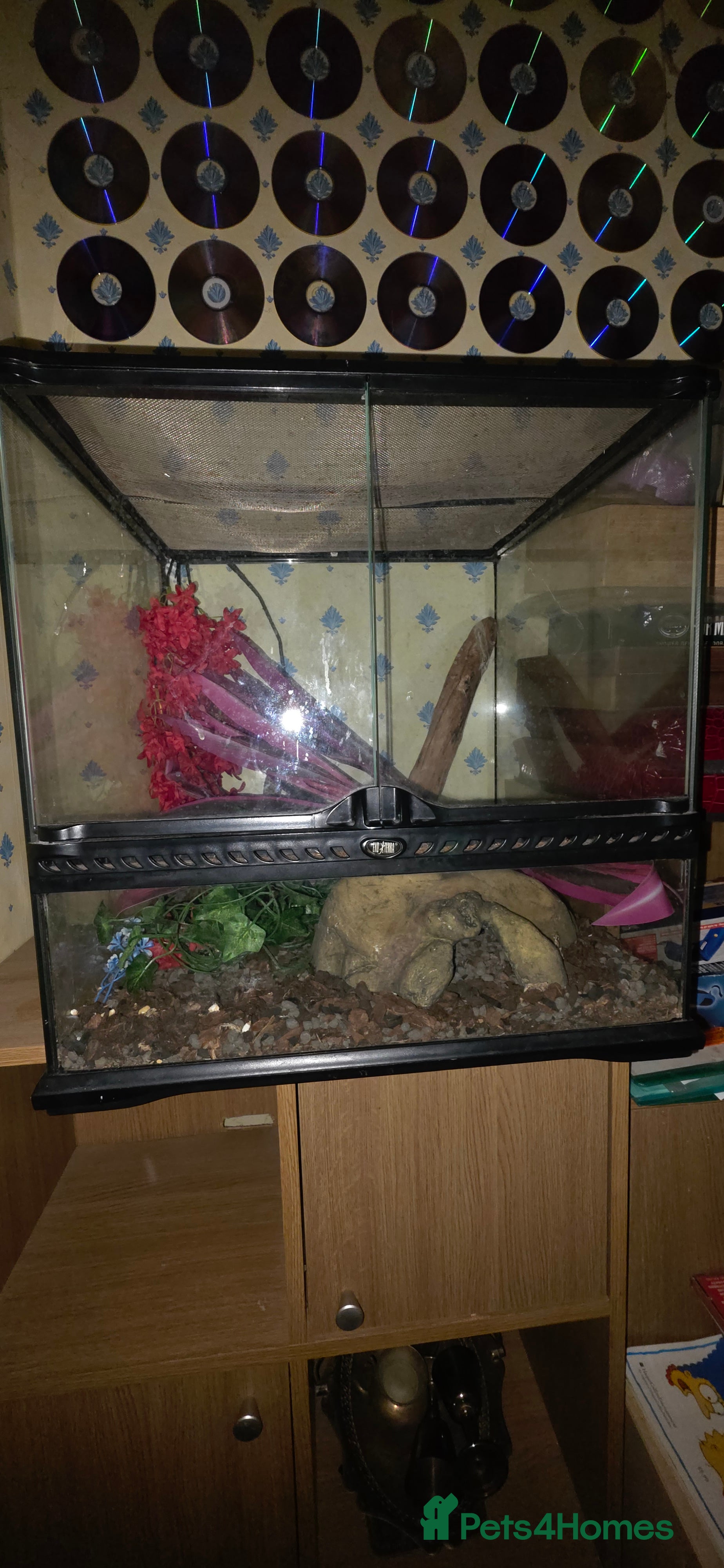 Gecko reptiles Tokay gecko and tank 45×45×45 - Advert 5
