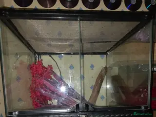 Gecko reptiles Tokay gecko and tank 45×45×45 - Advert 5