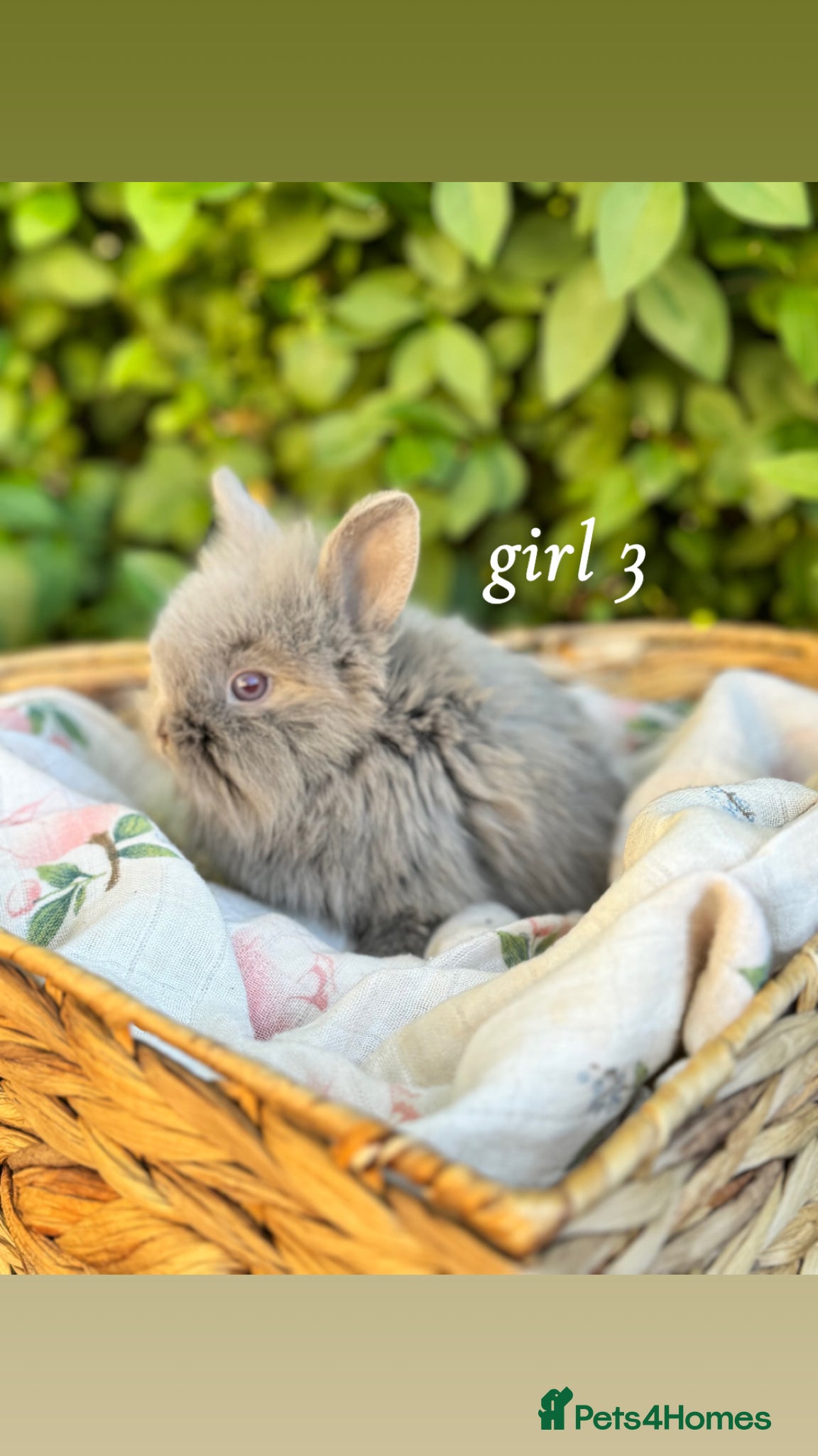 Mini Lion Lop rabbits Lion lops looking for good homes! - Advert 8