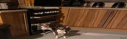 Italian Greyhound dogs for sale: Italian greyhound  - Advert 14