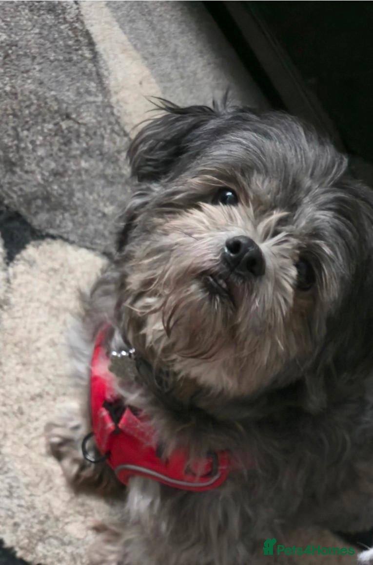 Shih Tzu dogs Diesel  - Advert 6