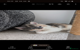 Mixed Breed cats for sale: Beautiful healthy kittens - ONLY 2 AVAILABLE 😍😍 - Image 11