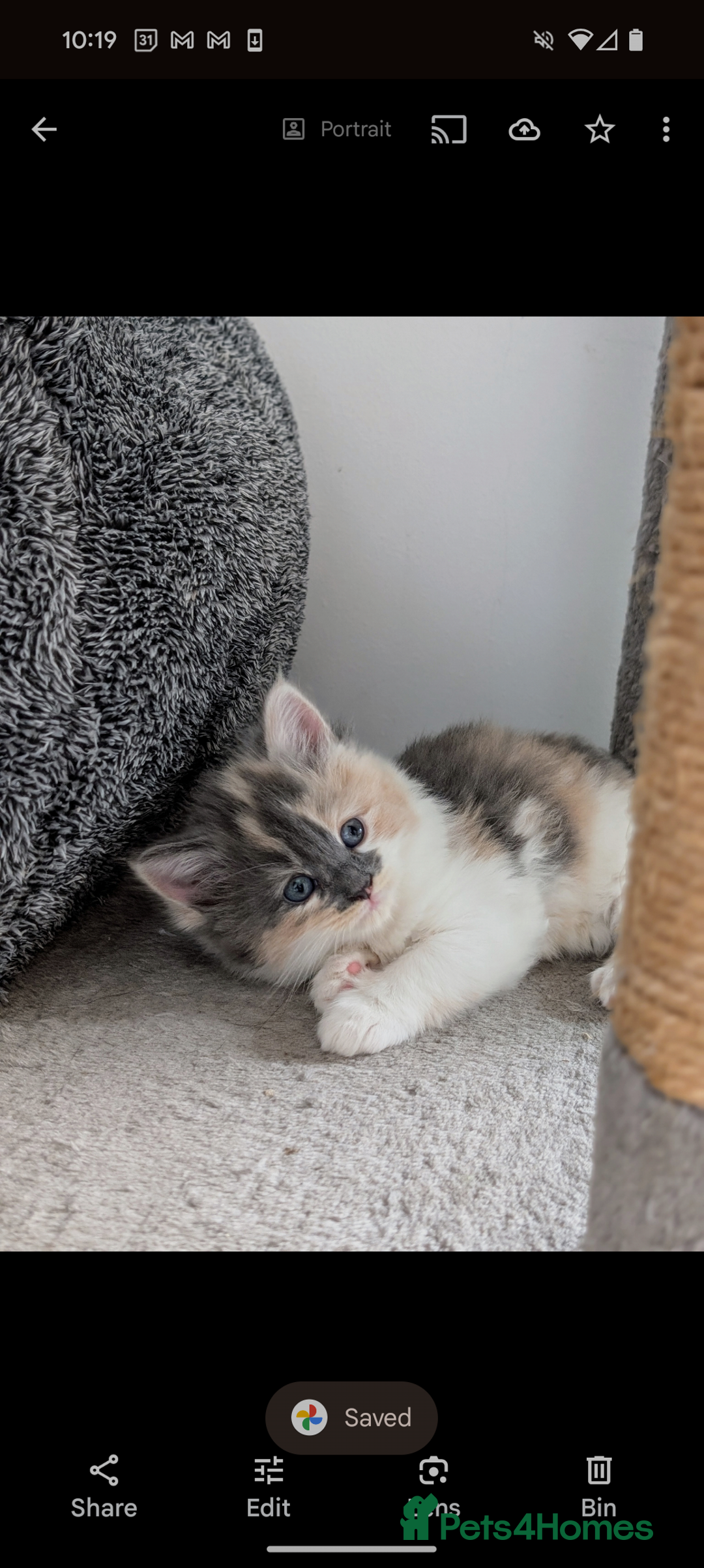 Mixed Breed cats for sale: Beautiful healthy kittens - ONLY 2 AVAILABLE 😍😍 - Image 11