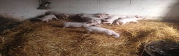 Pig livestock for sale: Welsh x large white weaners x10 - Advert 3
