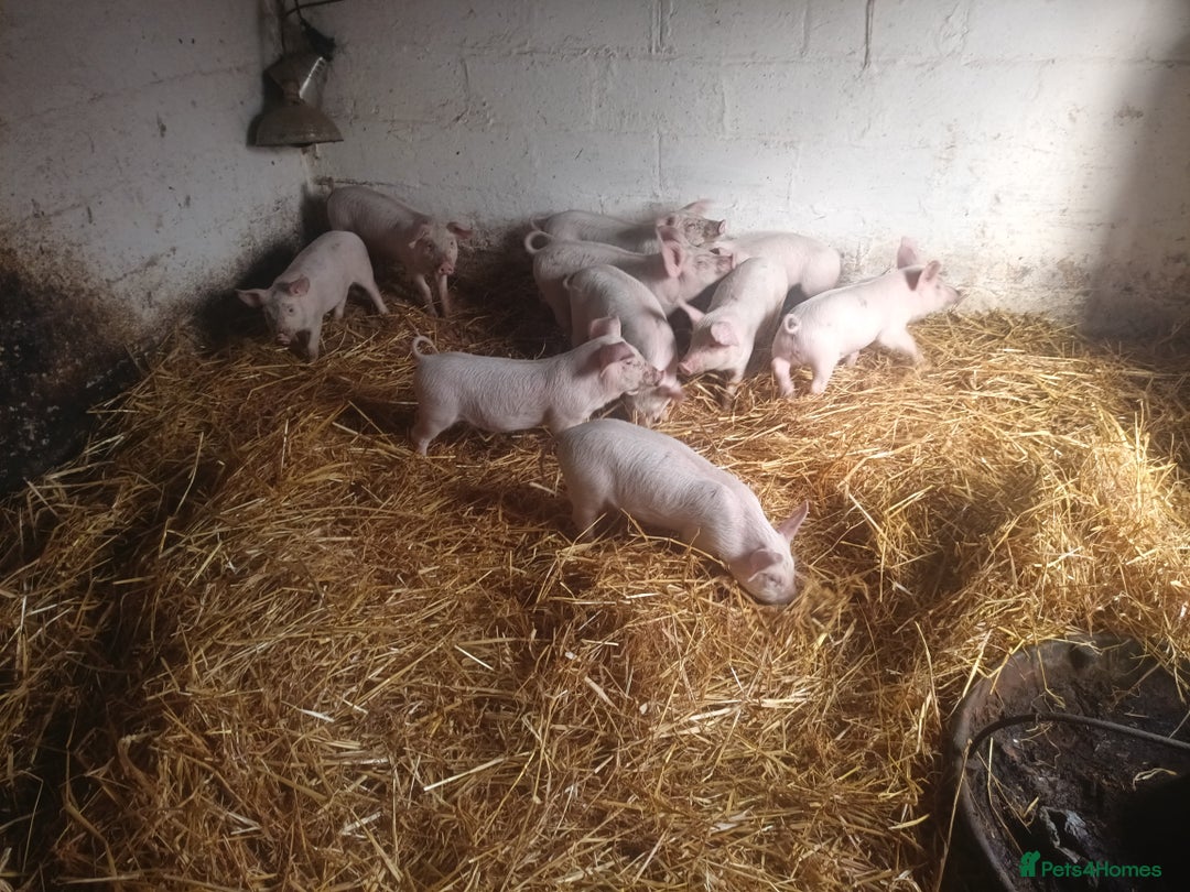 Pig livestock for sale: Welsh x large white weaners x10 - Advert 3
