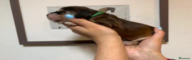 Cocker Spaniel Puppy 1