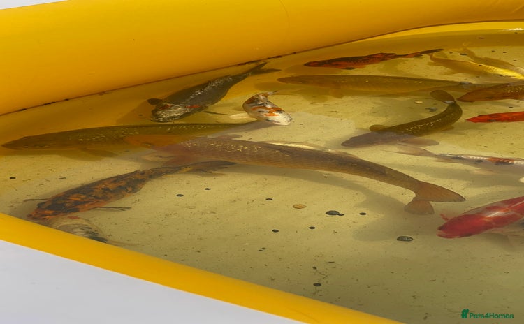 Koi Carp fish - Advert 3