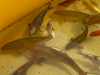 Koi Carp fish - Advert 4