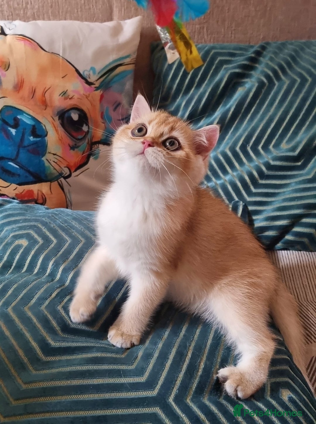 British Shorthair cats for sale: NY12 GOLDEN BRITISH SHORTHAIR BOY READY TO GO!  - Image 10