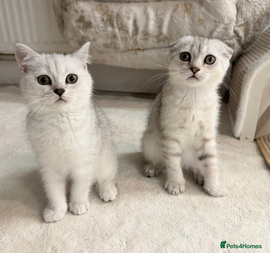 Scottish Fold cats Gorgeous Scottish fold/ Straight female kittens - Advert 3
