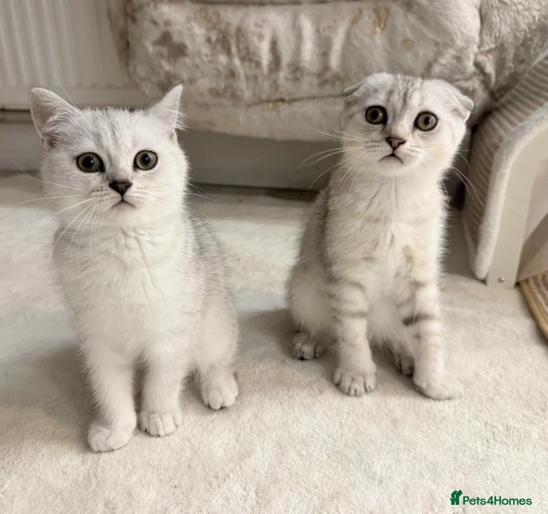 Scottish Fold cats for sale: Gorgeous Scottish fold/ Straight female kittens - Advert 1