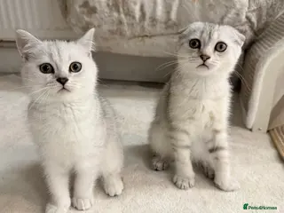 Scottish Fold cats Gorgeous Scottish fold/ Straight female kittens - Advert 14