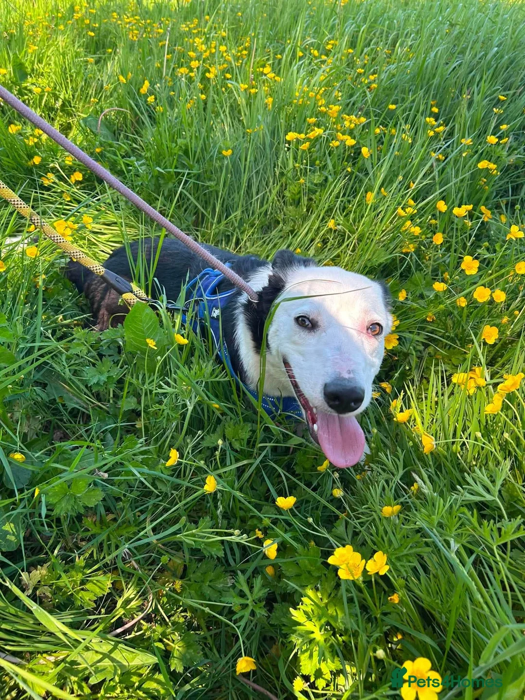 Mixed Breed dogs for adoption: Meet Avanna, currently residing in Cheshire  - Advert 2