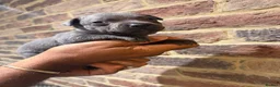 Staffordshire Bull Terrier dogs for sale: KC REG STAFFORDSHIRE BULL TERRIER PUPS are HERE   - Advert 5