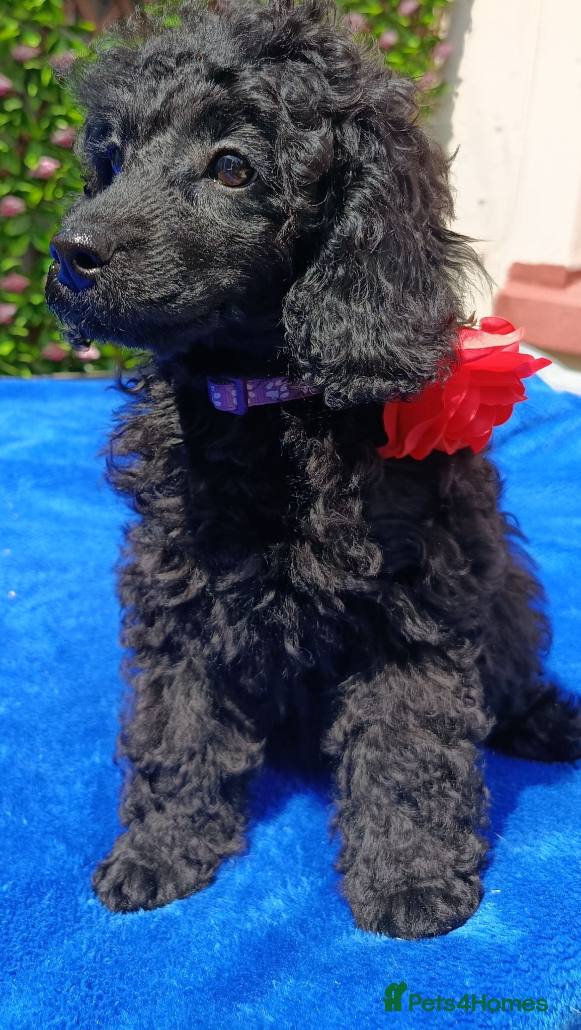 Toy Poodle dogs READY NOW HEALTH TESTED TOY POODLES KC REG  - Advert 1