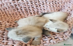 Ragdoll cats for sale: Full ragdoll kittens flame and seal  - Image 2