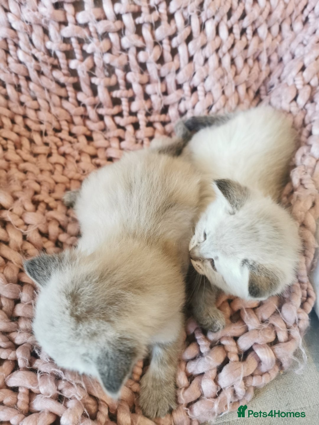 Ragdoll cats for sale: Full ragdoll kittens flame and seal  - Image 2