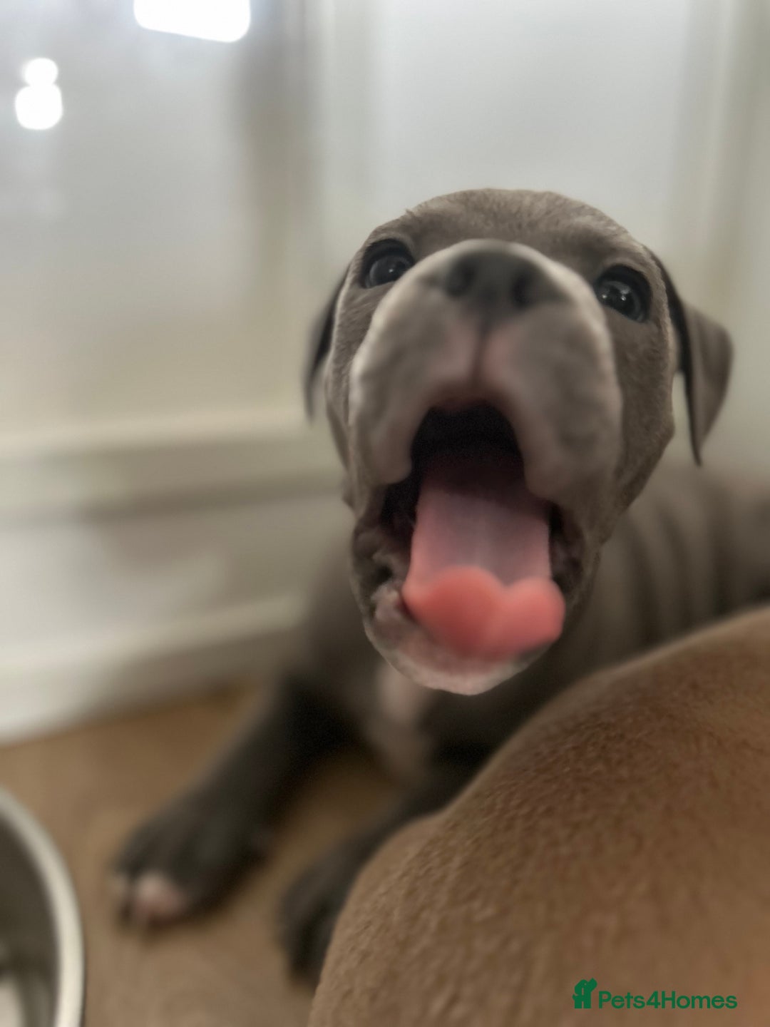 Staffordshire Bull Terrier dogs for sale: KC REG STAFFORDSHIRE BULL TERRIER PUPS - Image 8