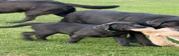Labrador Retriever dogs for sale: KC Charcoal Labs | Vaccinated | Ready Now - Advert 9