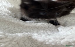 Ragdoll cats for sale: Half ragdoll kittens  - Image 7