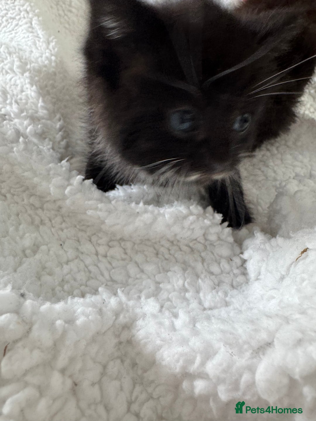 Ragdoll cats for sale: Half ragdoll kittens  - Image 7