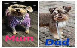 Miniature Schnauzer dogs for sale: Miniature schnauzer puppies  - Image 7