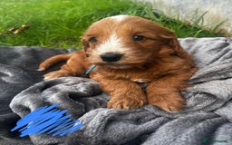 Cockapoo dogs for sale: 🌟Golden Cockapoos🌟 - Image 10