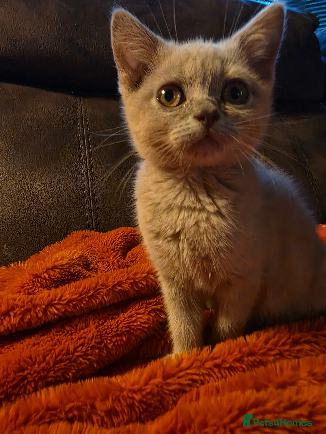 Scottish Fold cats for sale: Scottish fold straight ears - Advert 2