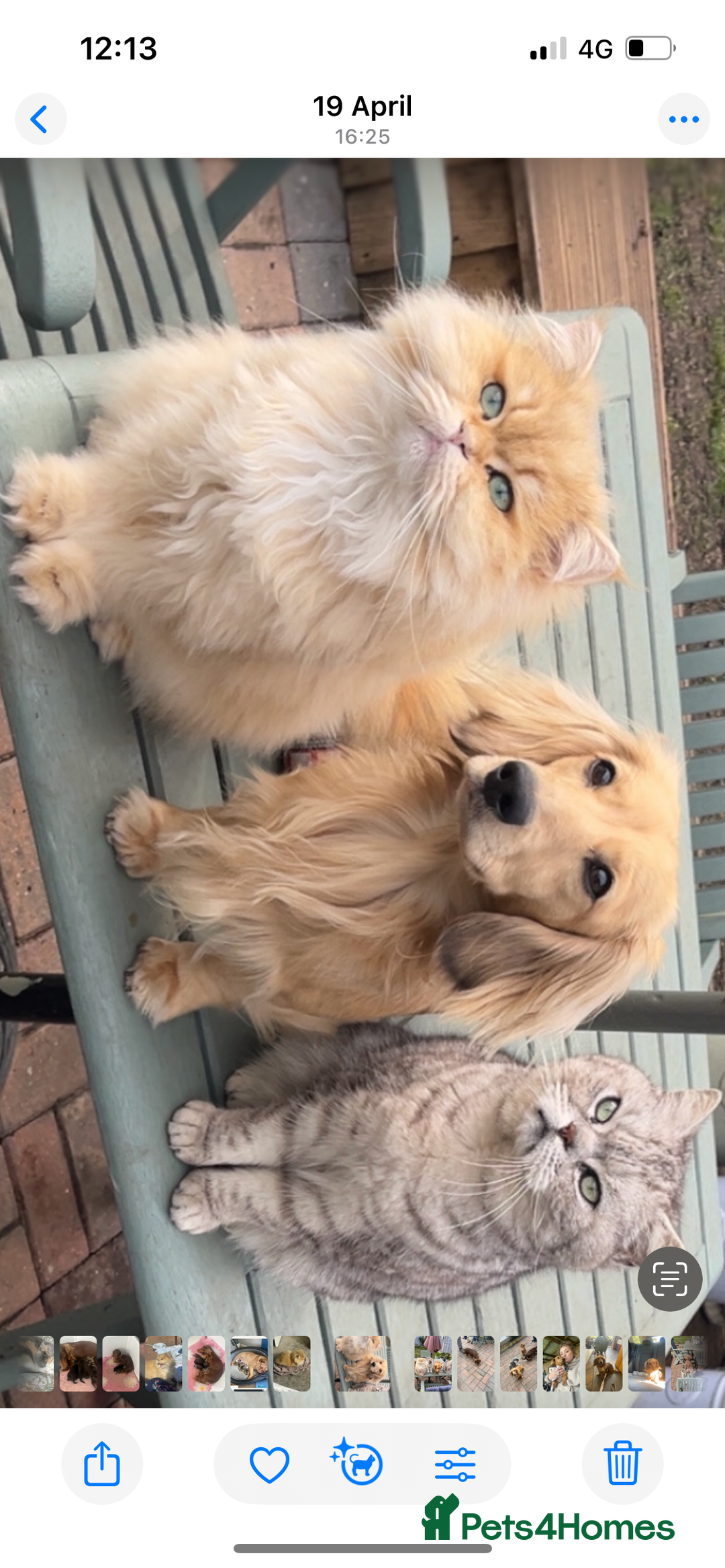 Miniature Dachshund dogs for sale: Mini long hair dachshund pups - Advert 10