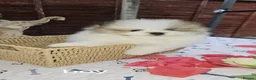 Pomeranian dogs for sale: Adorable Pomeranian Puppies for Sale  in Tamworth - Advert 27