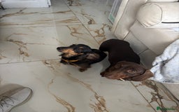 Miniature Dachshund dogs for sale: FOR SALE *Miniature dachshund puppies*  - Image 1