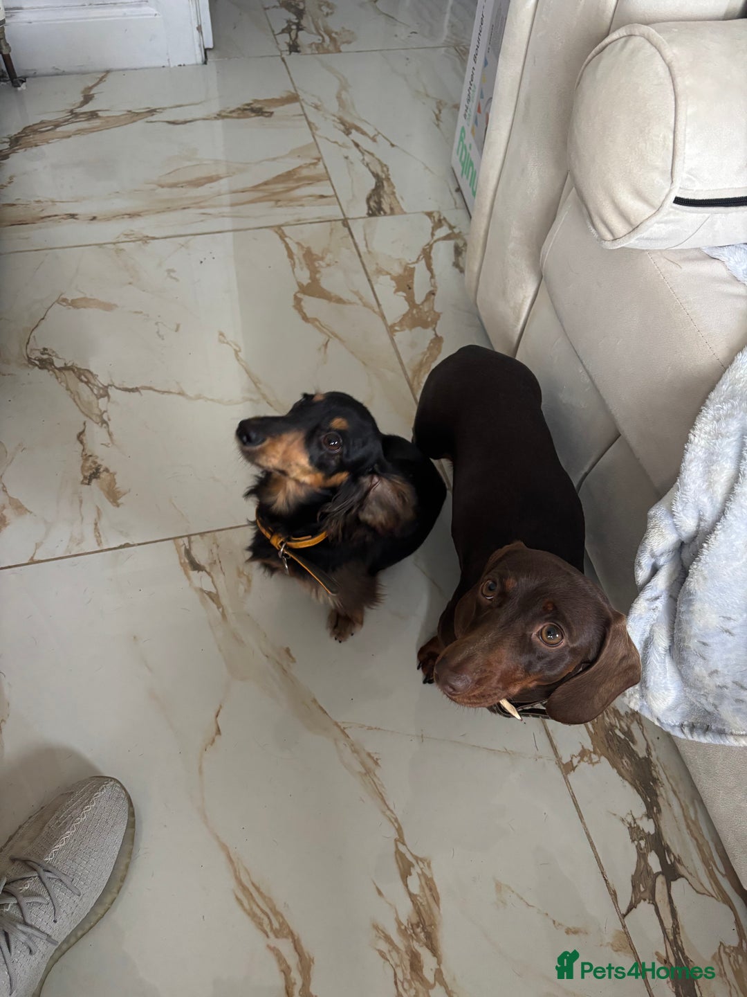 Miniature Dachshund dogs for sale: FOR SALE *Miniature dachshund puppies*  - Image 1