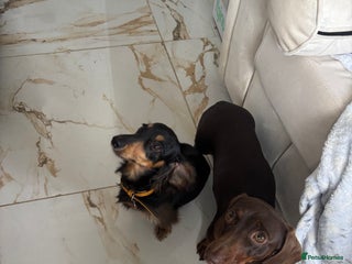 Miniature Dachshund dogs - Advert 14